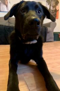 Stichting Zino Scooby