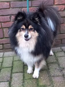 Stichting Zino Jacky