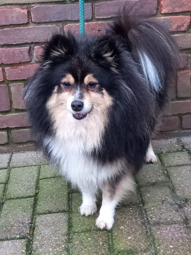 Stichting Zino Jacky