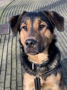 Stichting Zino Spike