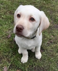 Stichting Zino Sinne