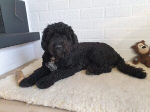 Stichting Zino Doekie