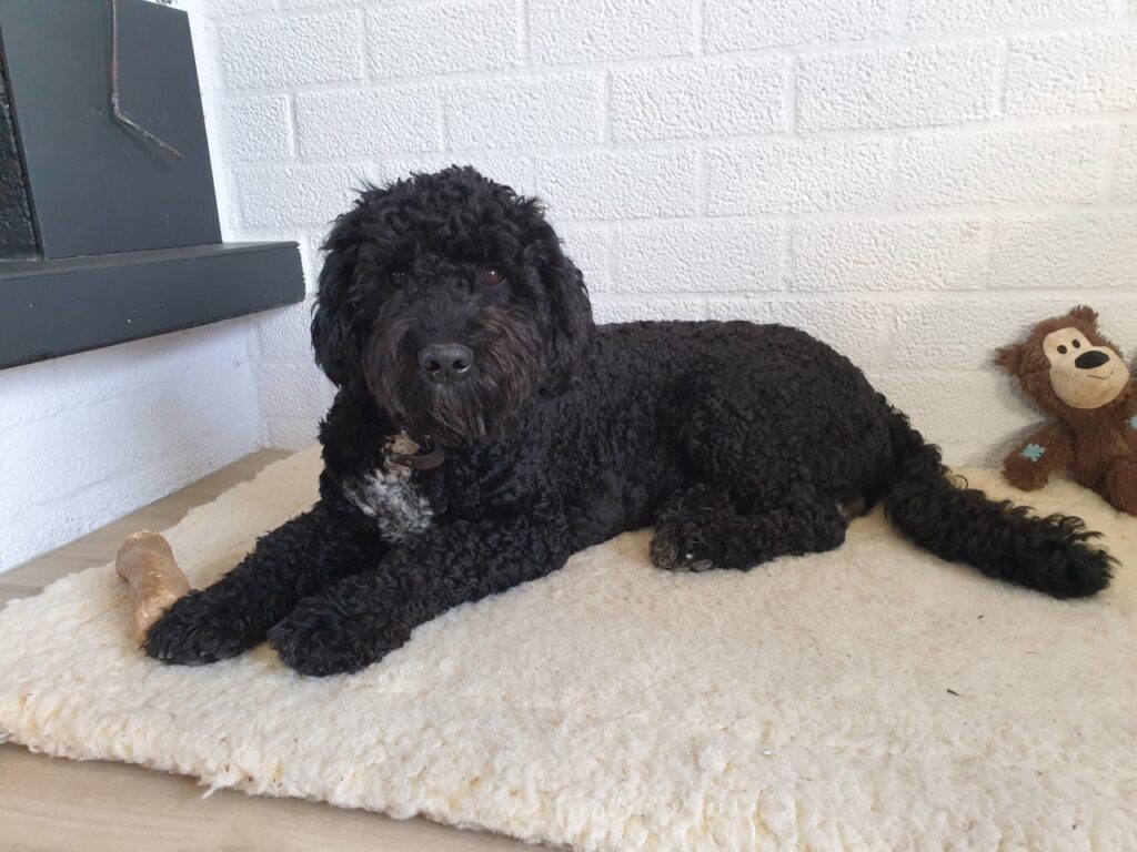 Stichting Zino Doekie