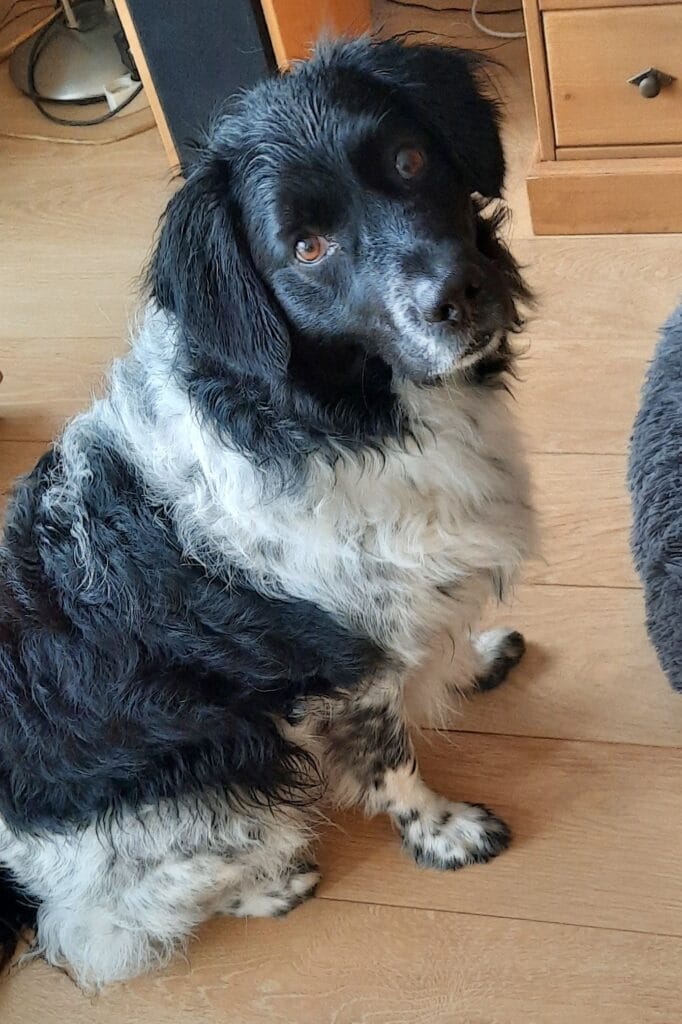 Stichting Zino Swieber