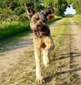 Stichting Zino Joeri