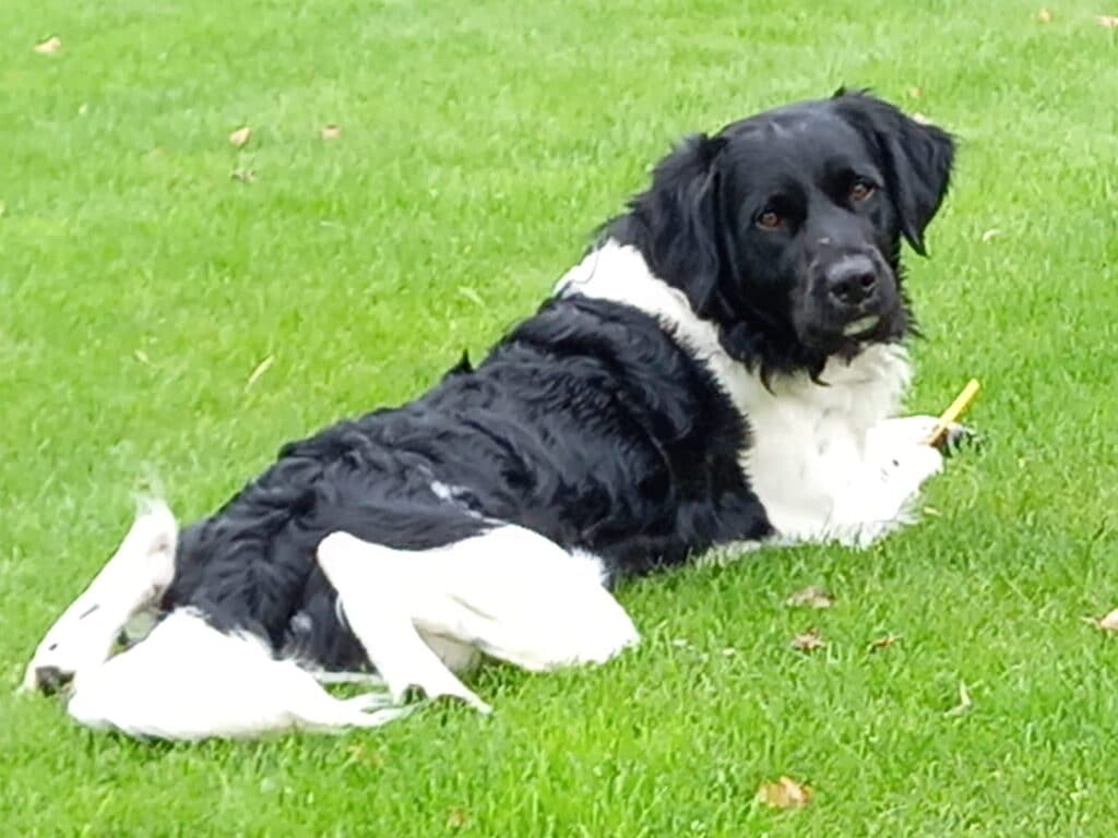 Stichting Zino Buddy