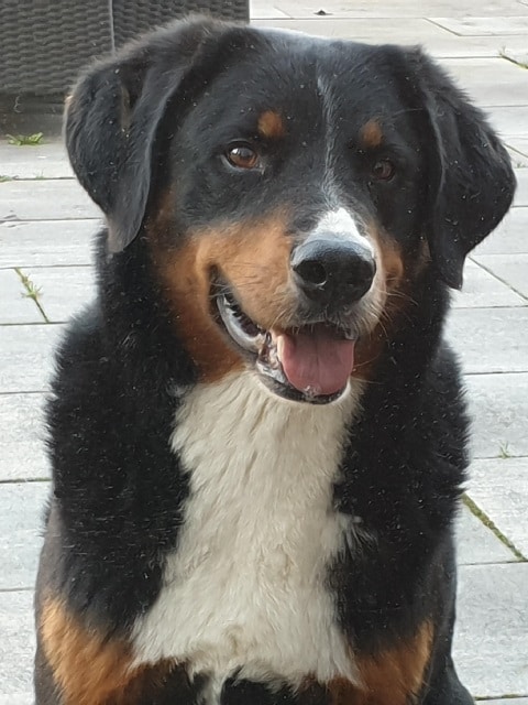 Stichting Zino Olivier