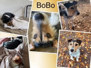 Stichting Zino BoBo