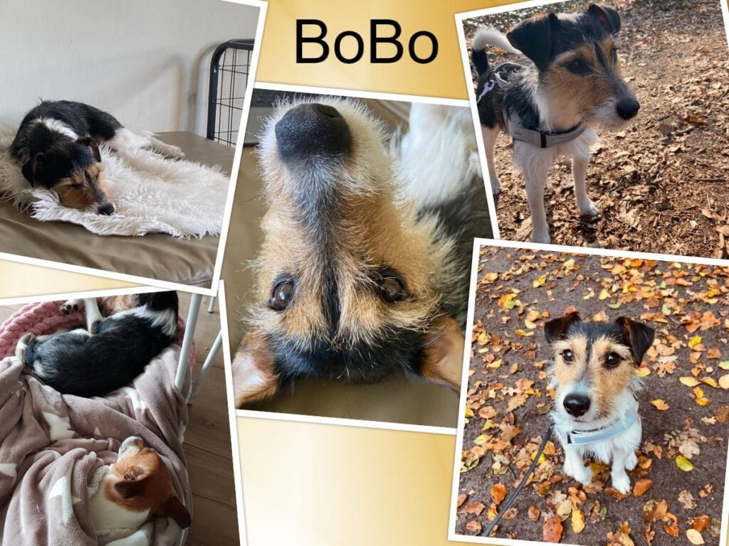 Stichting Zino BoBo