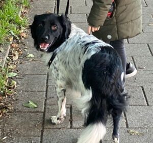 Stichting Zino Black