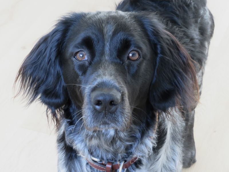 Stichting Zino Guusje