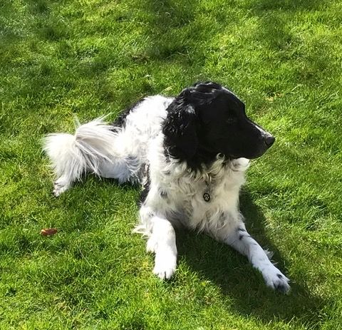 Stichting Zino Sikke