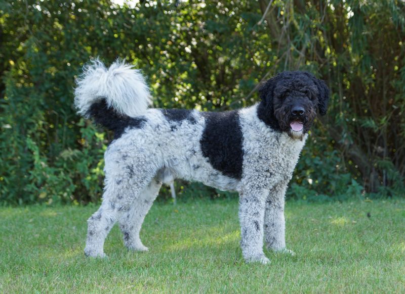 Stichting Zino Govert