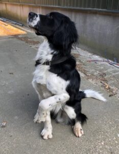 Stichting Zino Bobby