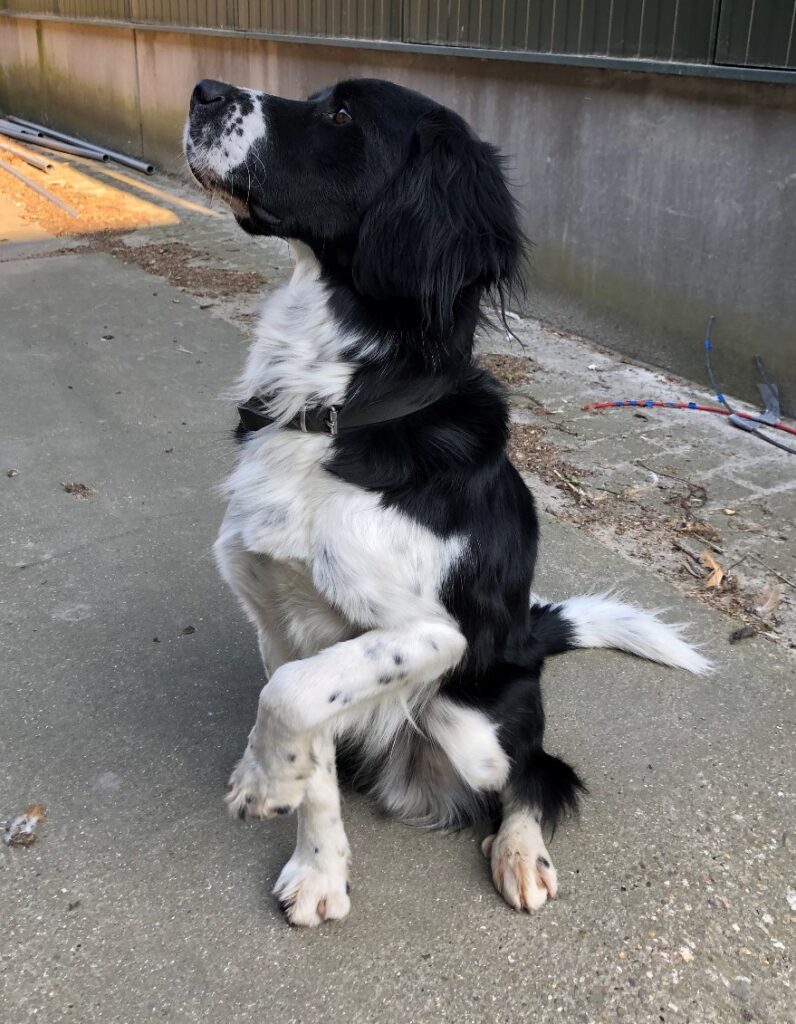 Stichting Zino Bobby