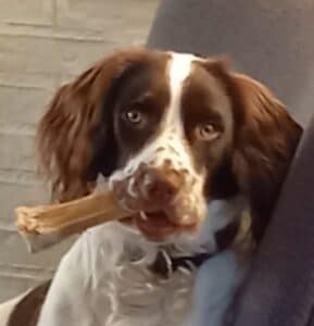 Stichting Zino Joepie