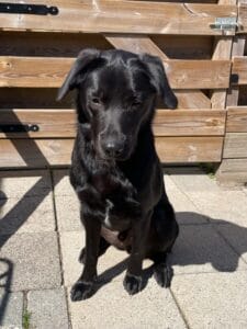 Stichting Zino Spike2