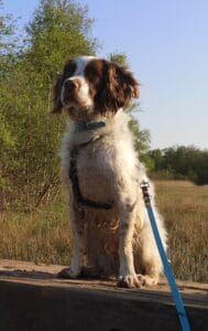 Stichting Zino Finley