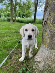 Stichting Zino Spark