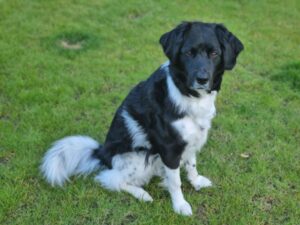 Stichting Zino Boris Beer 