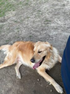 Stichting Zino Boyle 1