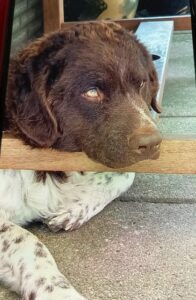 Stichting Zino Jabik