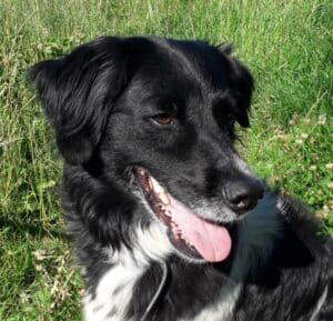 Stichting Zino Klaske