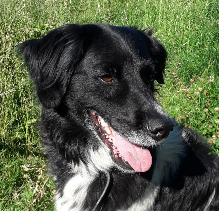 Stichting Zino Klaske