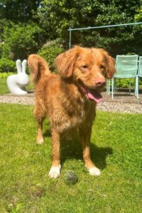 Stichting Zino Charlie