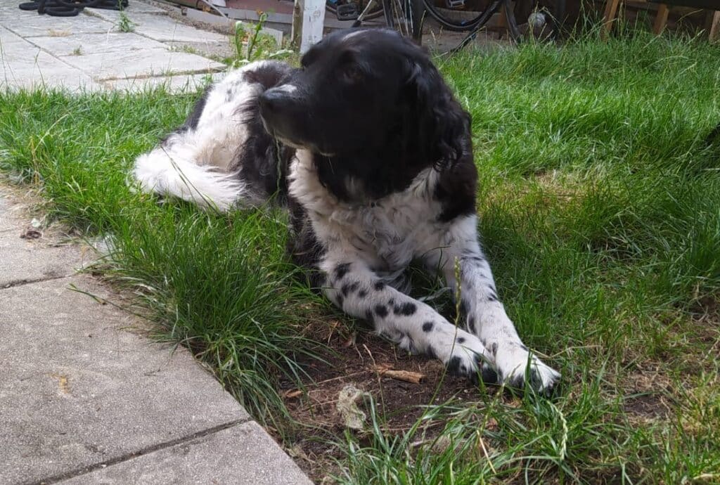 Stichting Zino Kobus