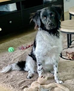 Stichting Zino Gizmo