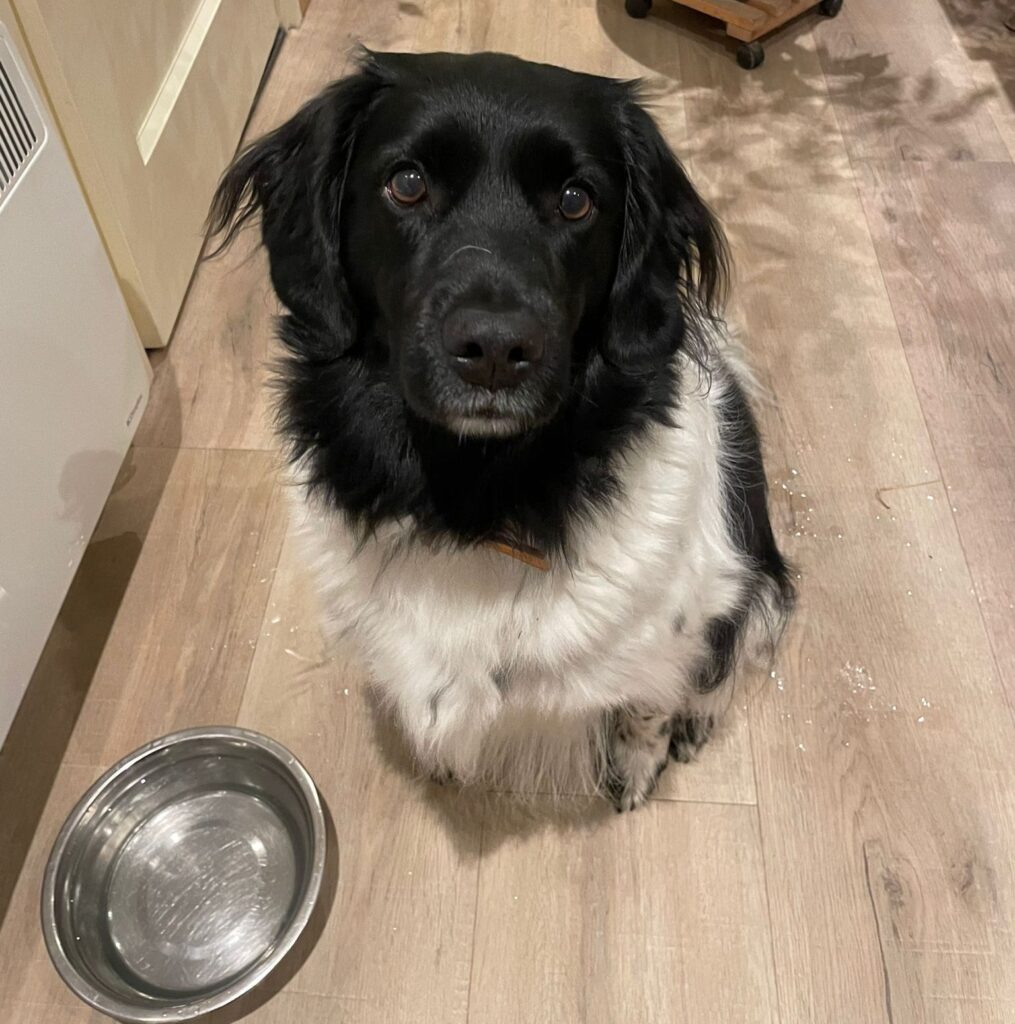 Stichting Zino Iemke