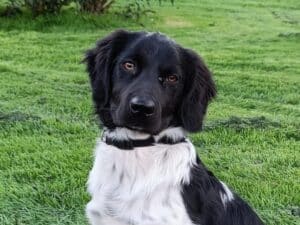 Stichting Zino Dries