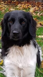 Stichting Zino Molly