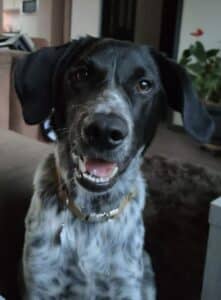 Stichting Zino Bikkel