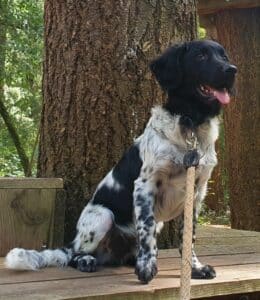 Stichting Zino Jannes