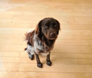 Stichting Zino Wobke