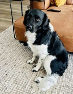 Stichting Zino Silas