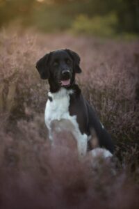 Stichting Zino Jada2