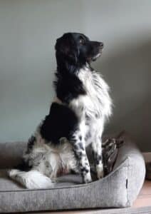 Stichting Zino Bowie