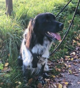 Stichting Zino Fedde