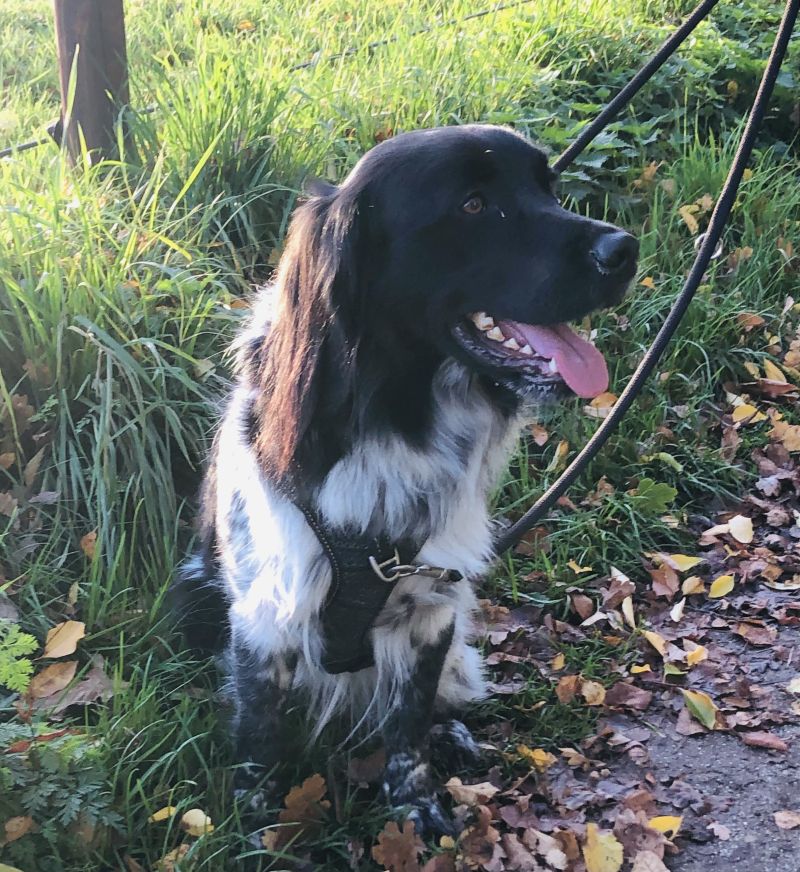 Stichting Zino Fedde