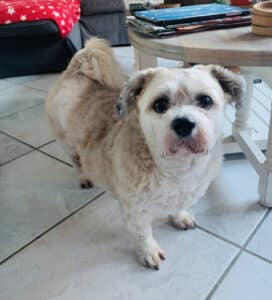 Stichting Zino Floortje