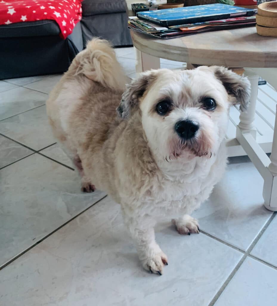 Stichting Zino Floortje