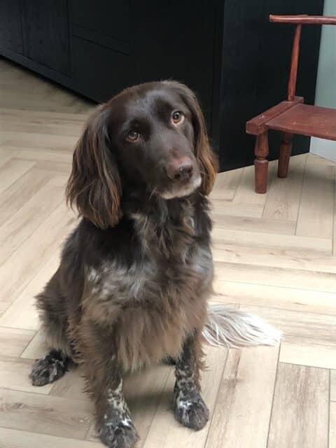 Stichting Zino Robber