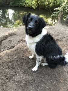Stichting Zino Skipper