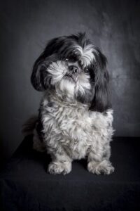 Stichting Zino Spike