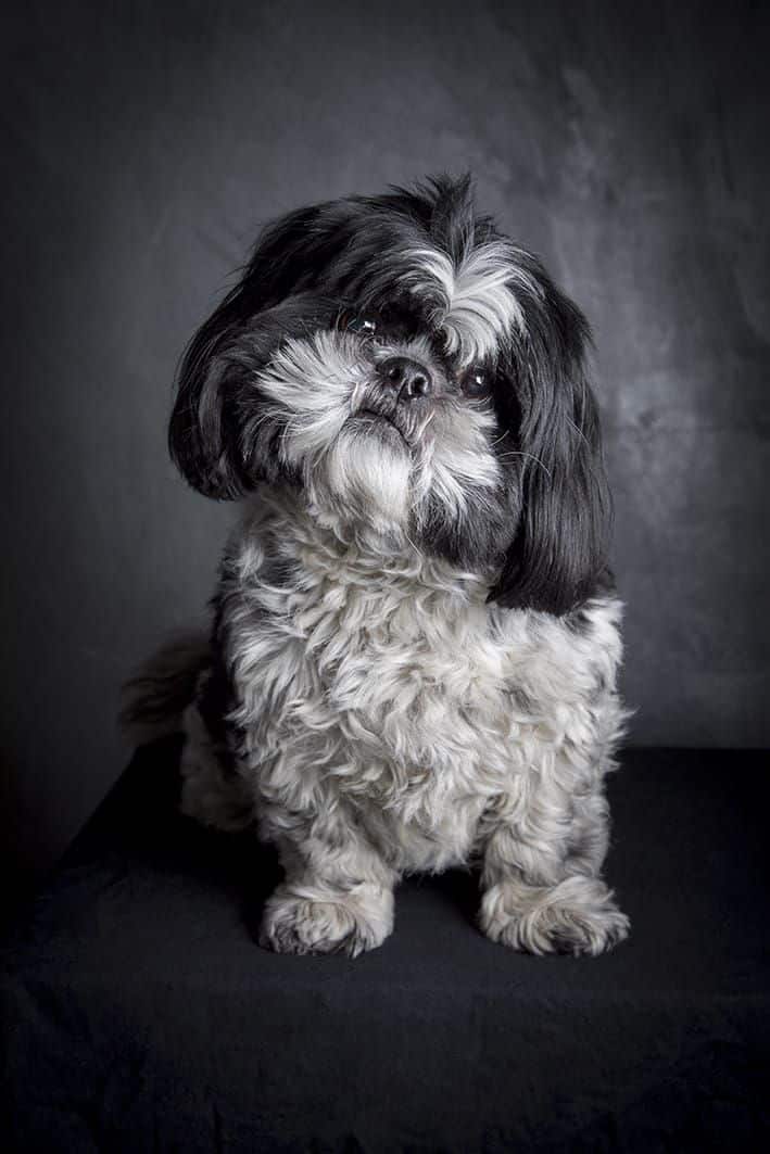 Stichting Zino Spike