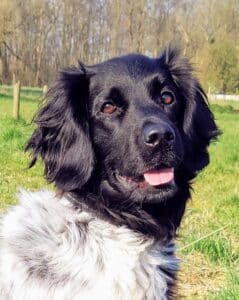 Stichting Zino Teske