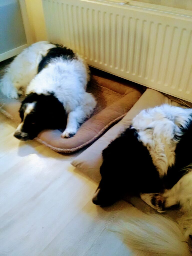 Stichting Zino Sikke